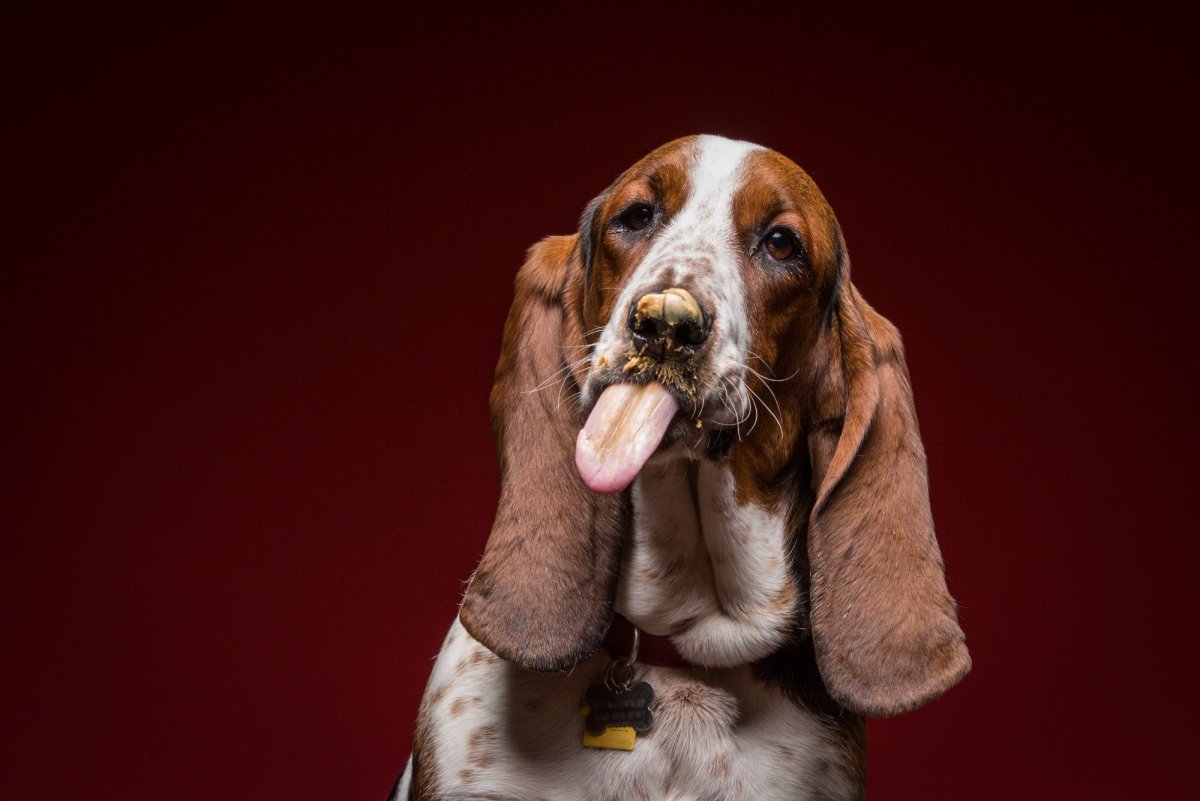 Смешные собаки с длинными ушами