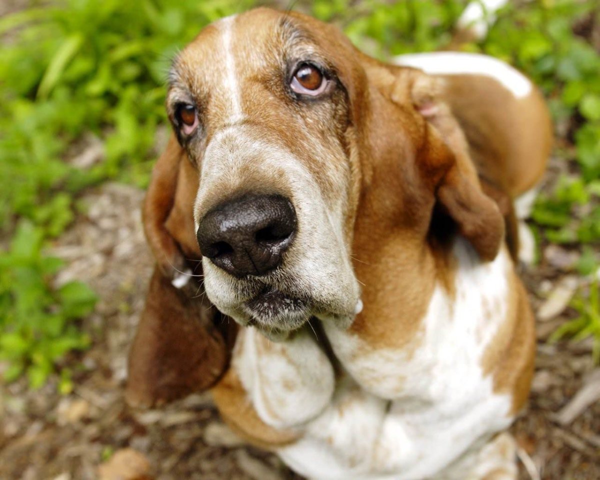 Порода Бассет