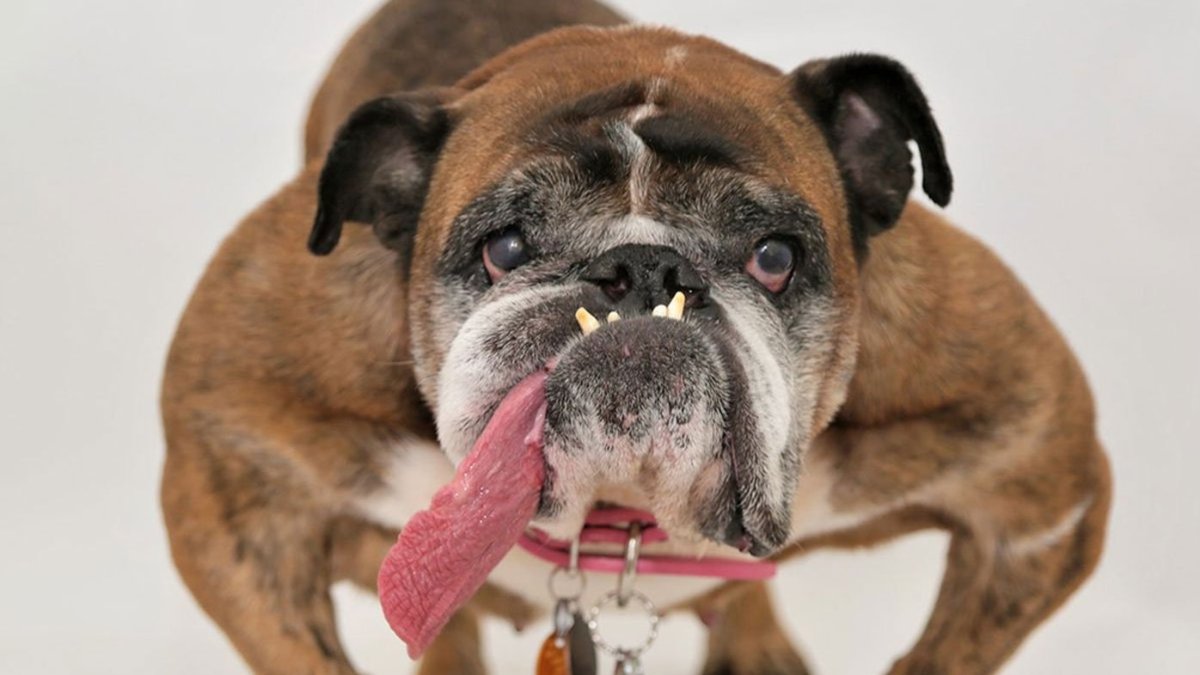 Собака с висячими щеками