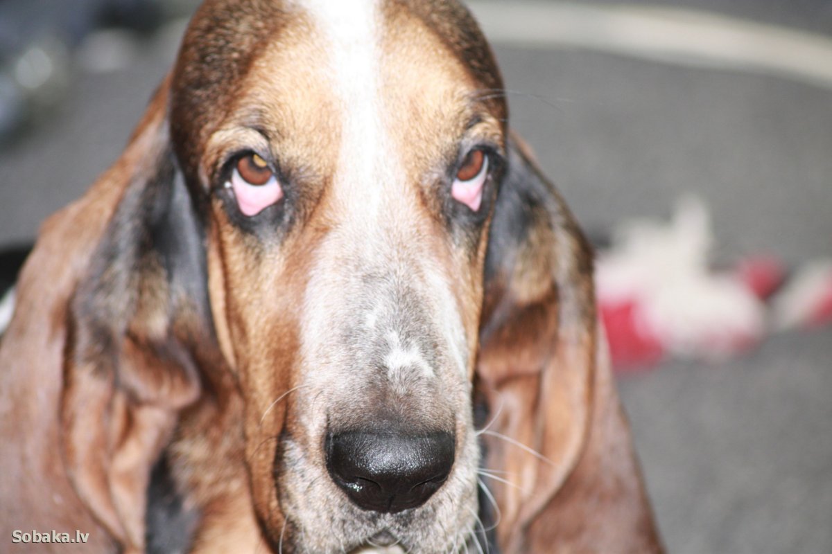 Уши бассета