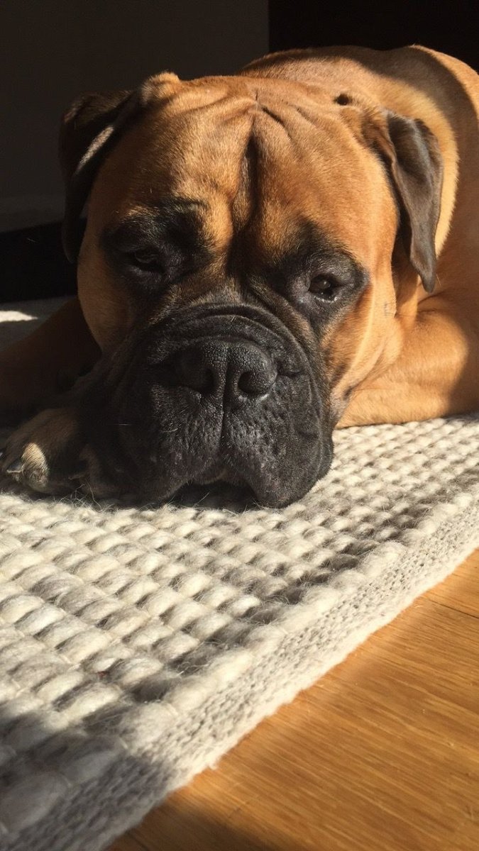 Бульмастиф из фетра