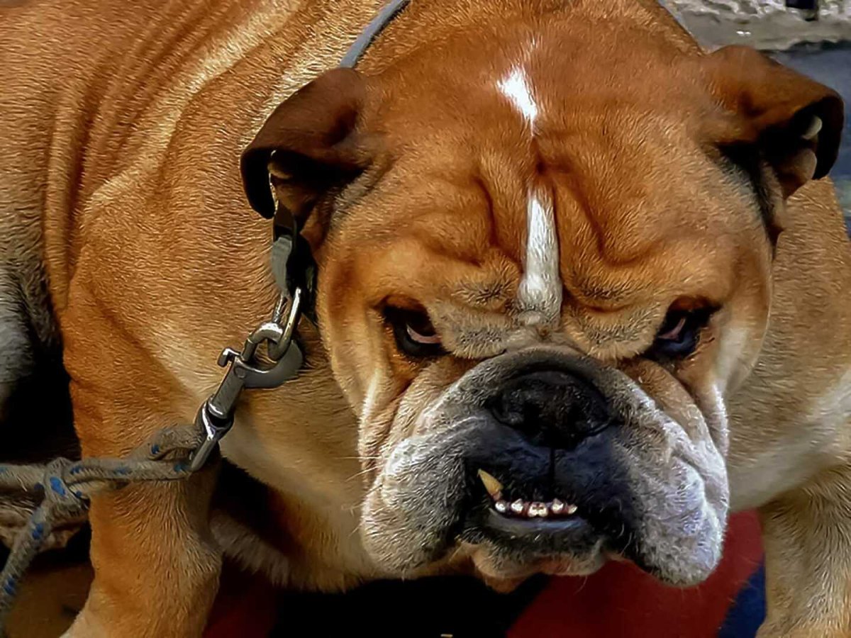 Английский бульдог оскал