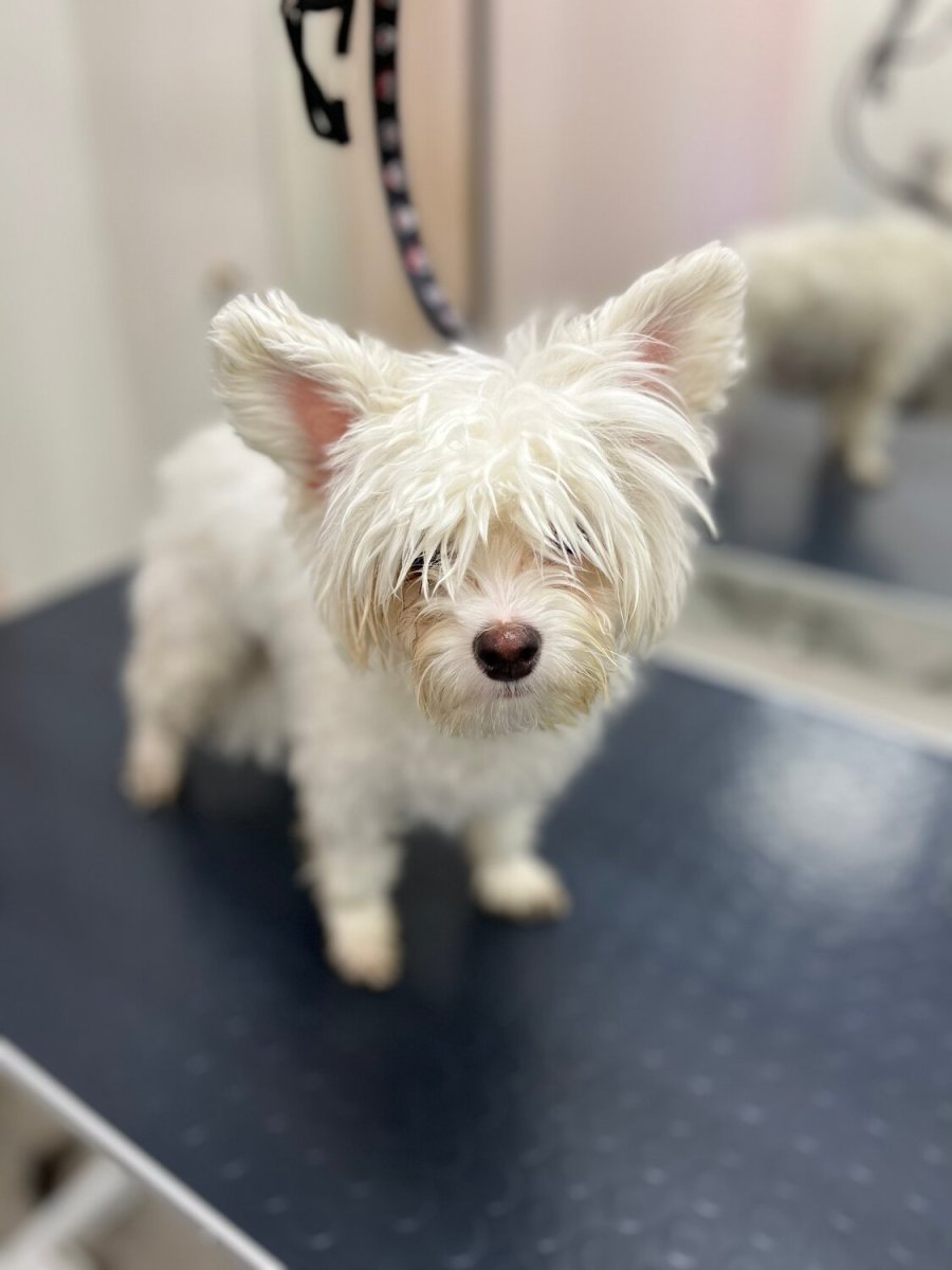 Вест-хайленд-Уайт-терьер стриженный