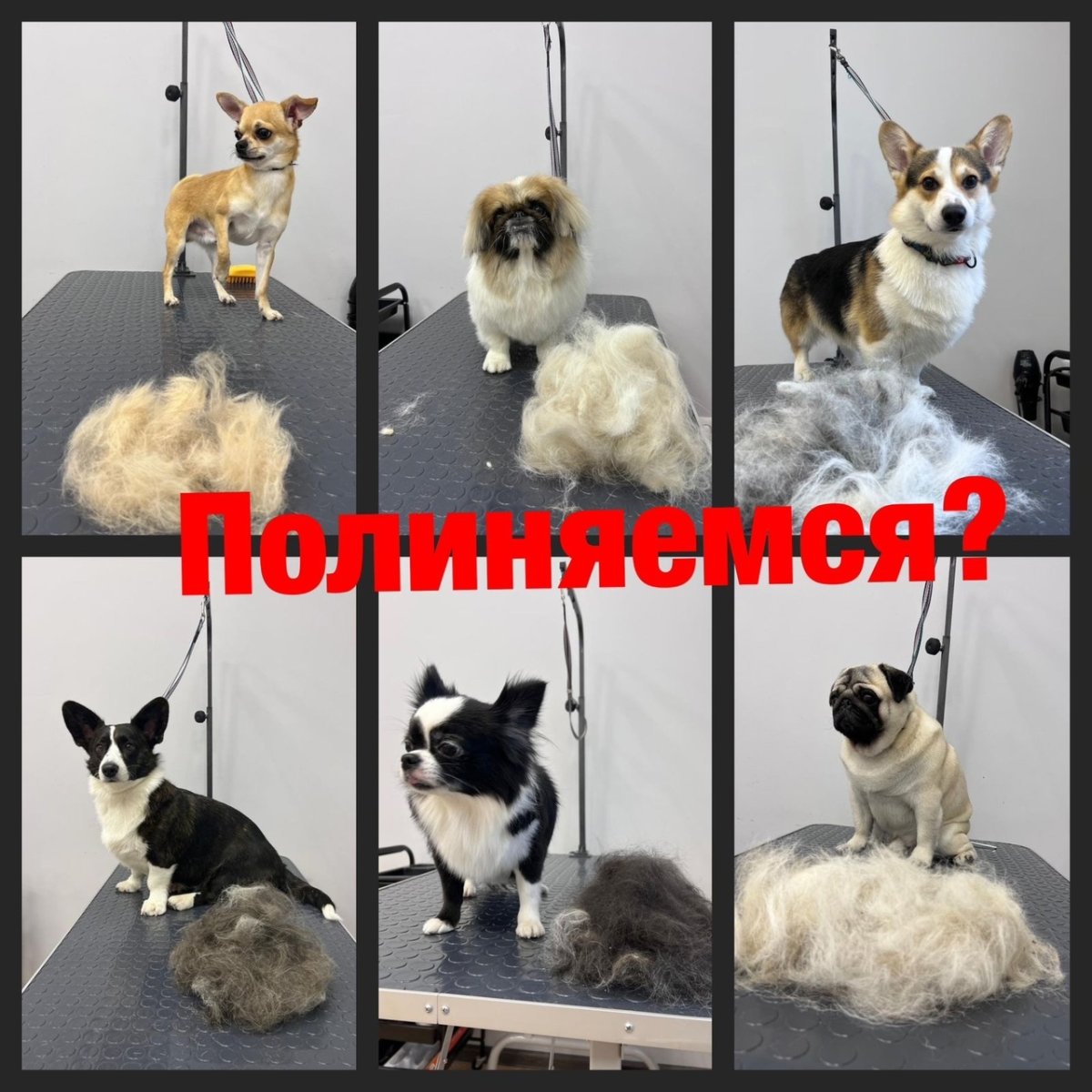 Экспресс линька