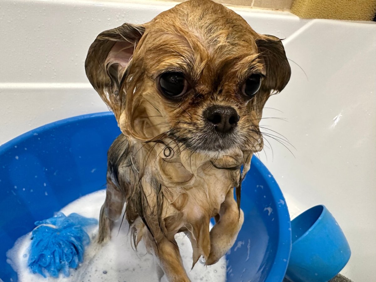 Стрижка для раковины