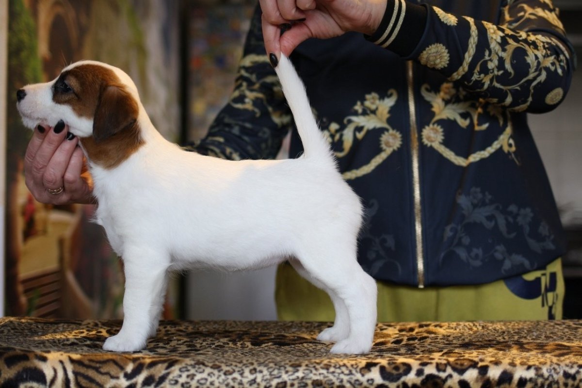 Джек Рассел Брокен