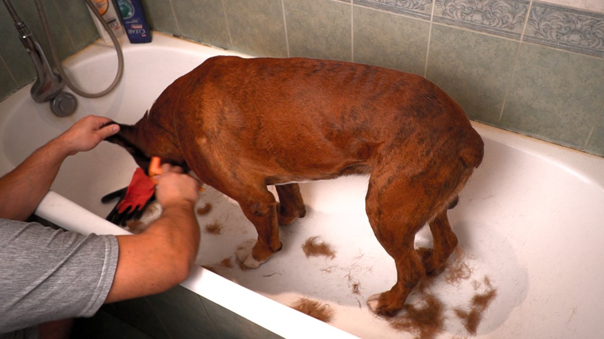 Собака линяет зимой причины