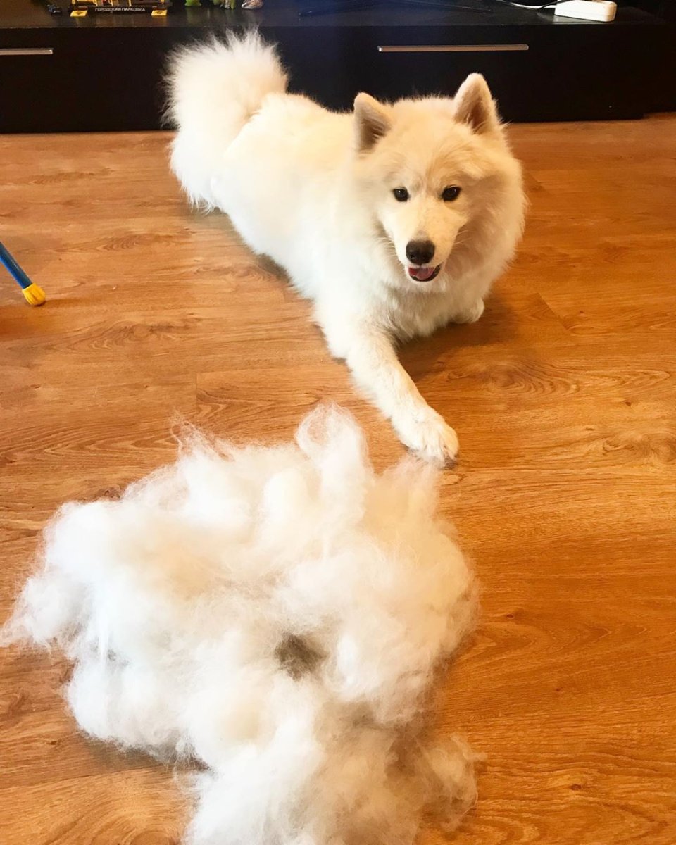 Мало линяющие собаки