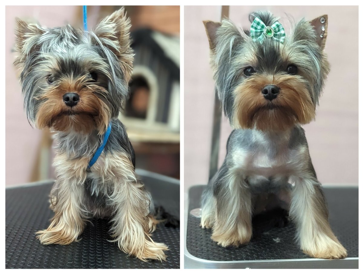 Анжелика Чилингир Краснодар