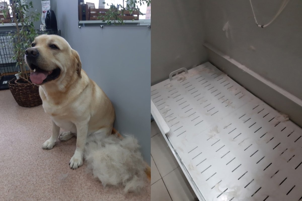 Лабрадор Марик в Тольятти