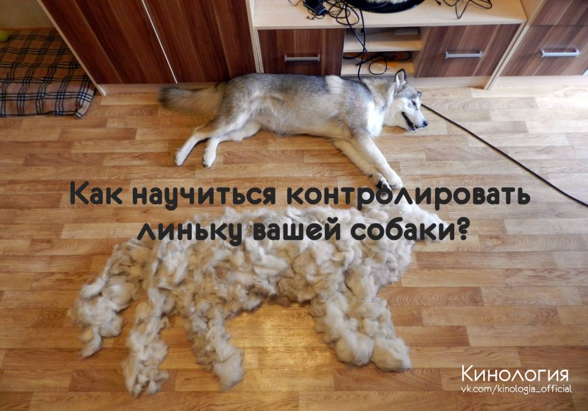Линька у собак