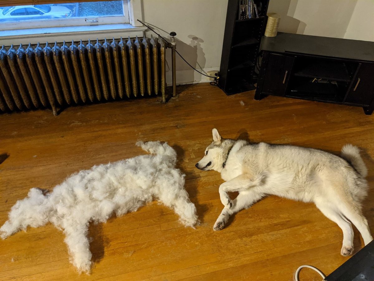 Корги линяют