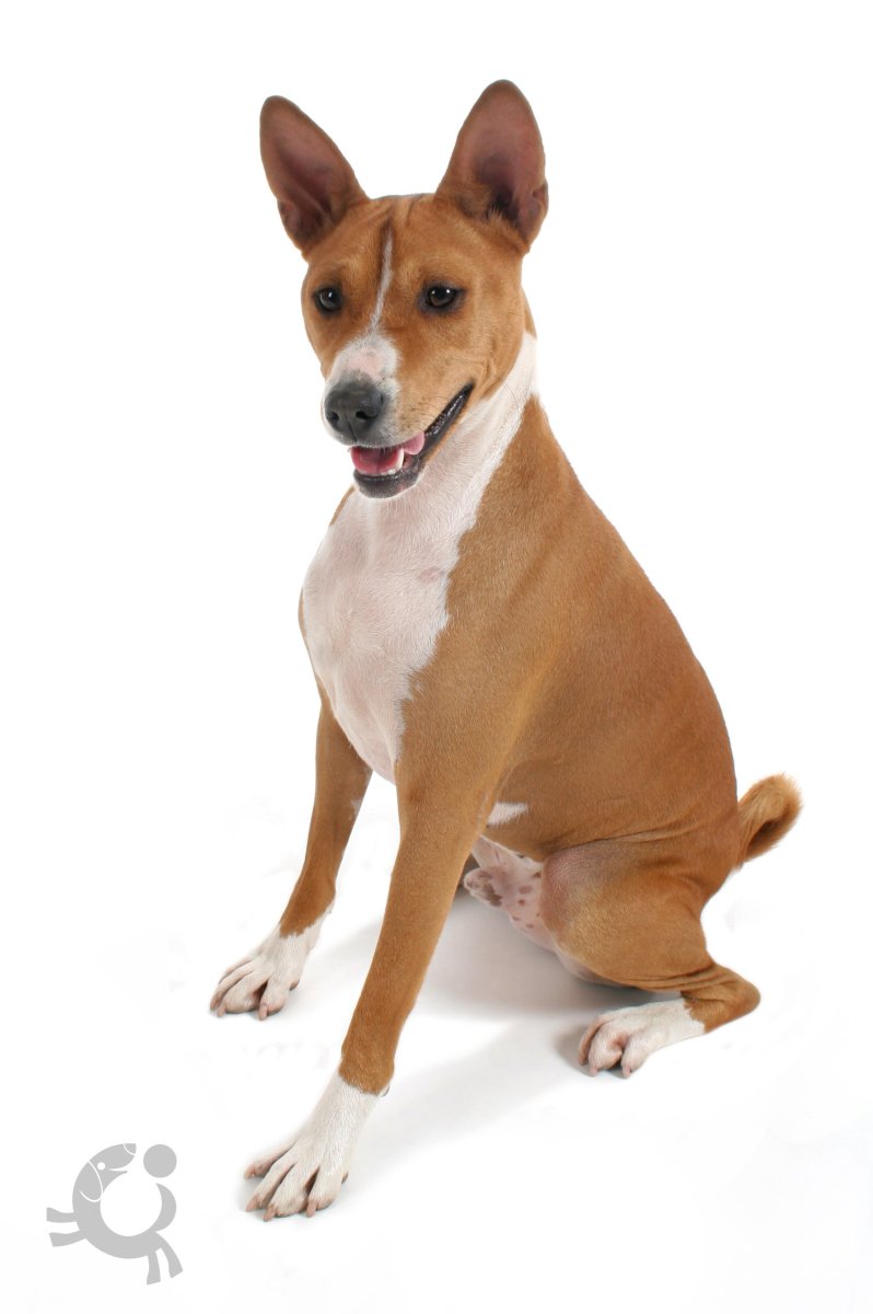 Басенджи Африканский молчун