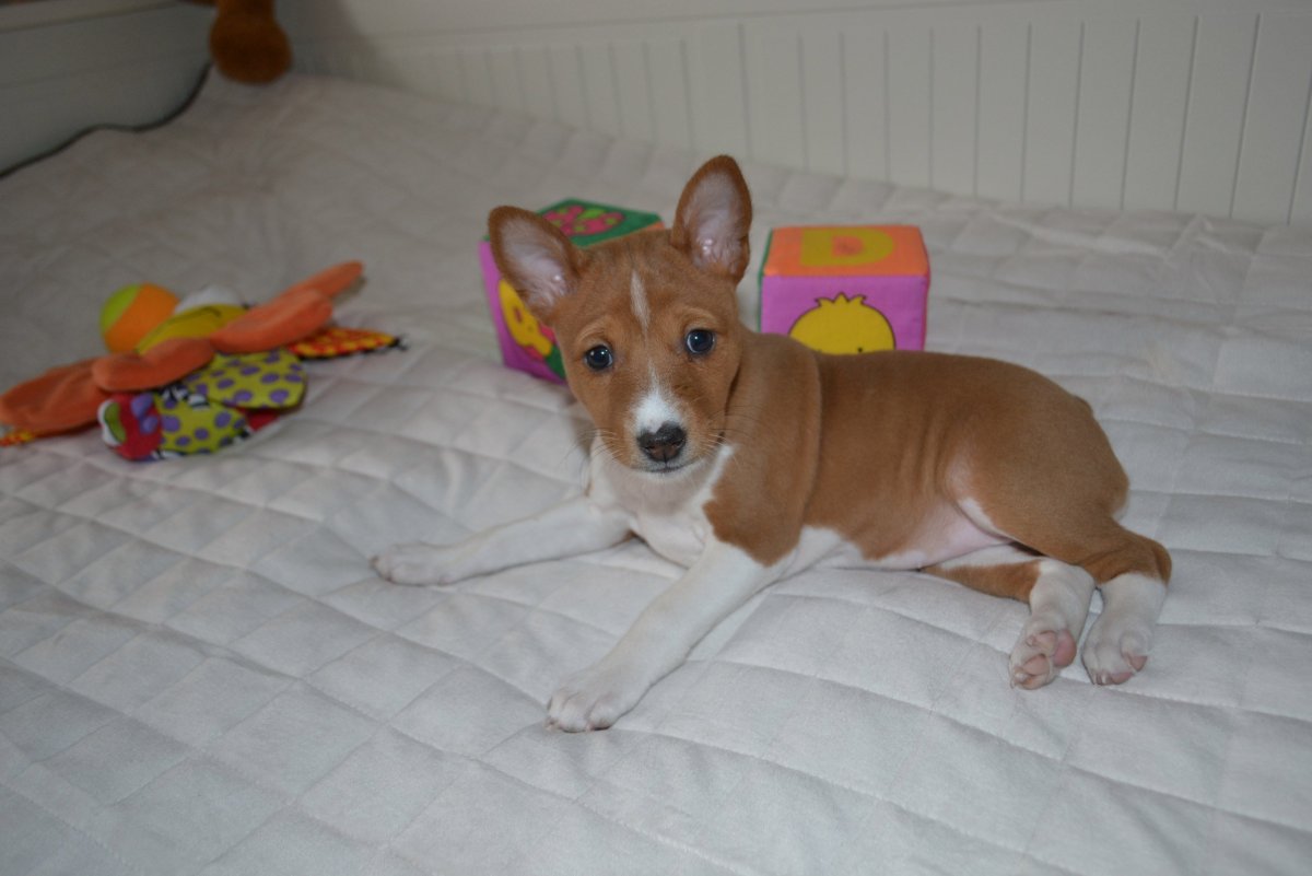 Породы собак которые не пахнут