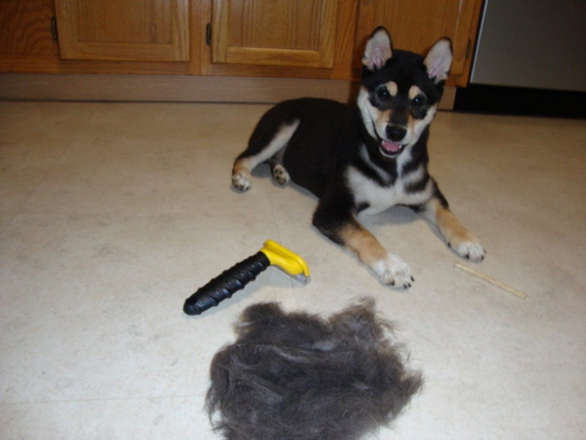 Фурминатор для собак хаски