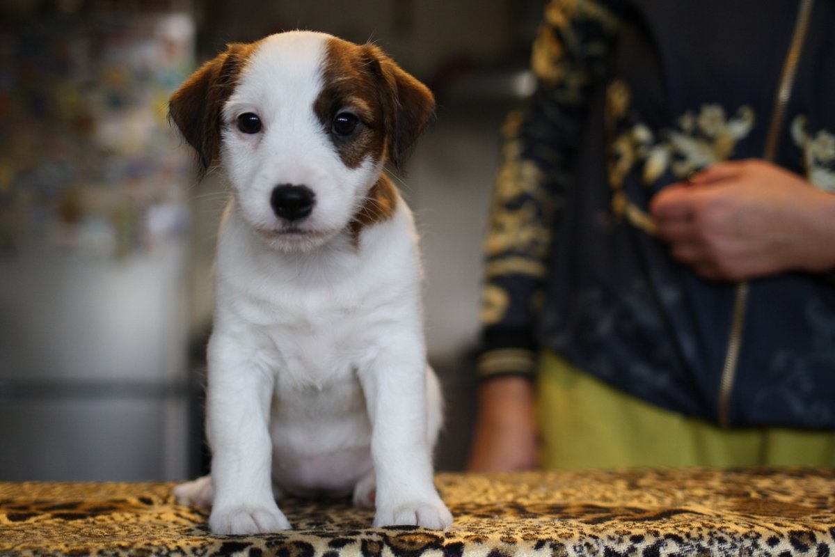 Родословная Джек Рассел терьер