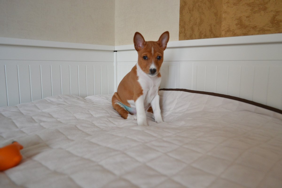 Маленькая домашняя собачка для квартиры Живая