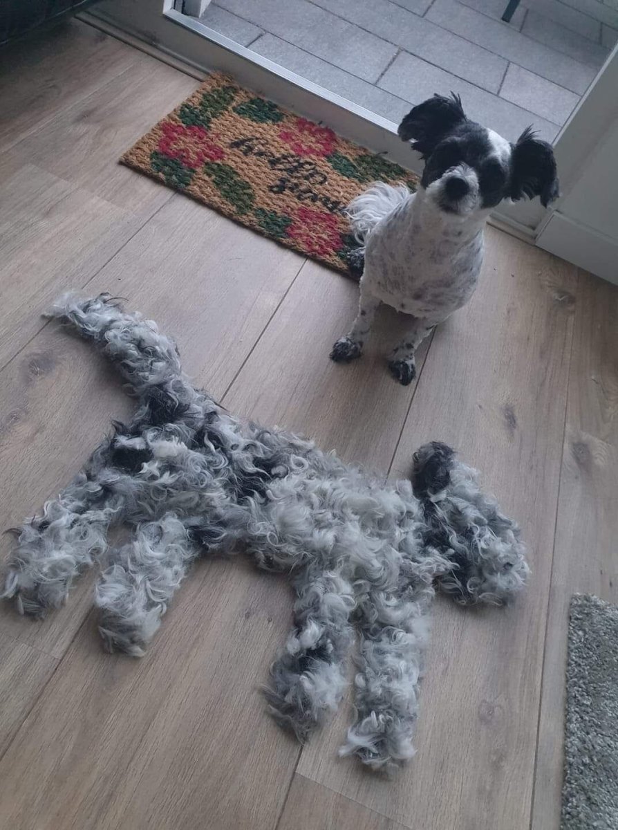 Собака из вычесанной шерсти