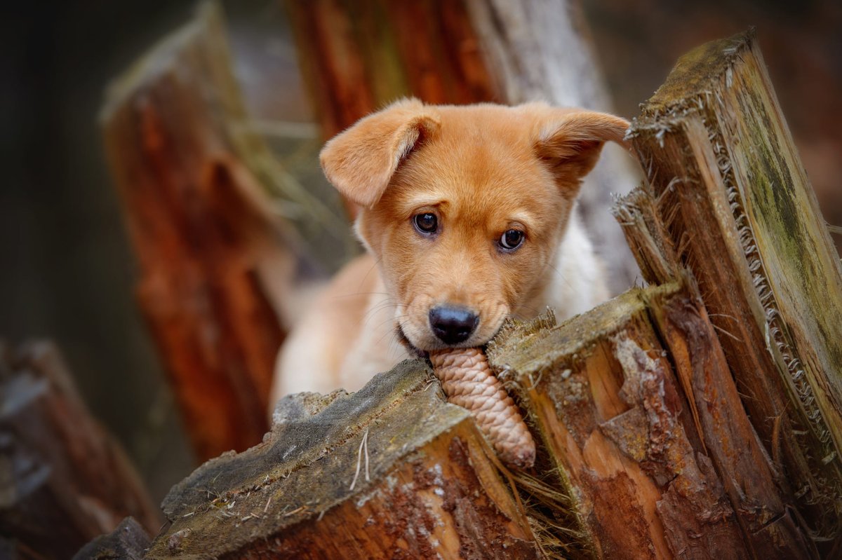 Рыжая собачка небольшая