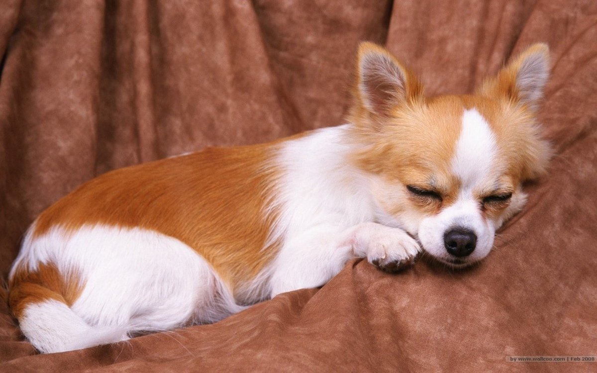 Порода чихуахуа рыжая