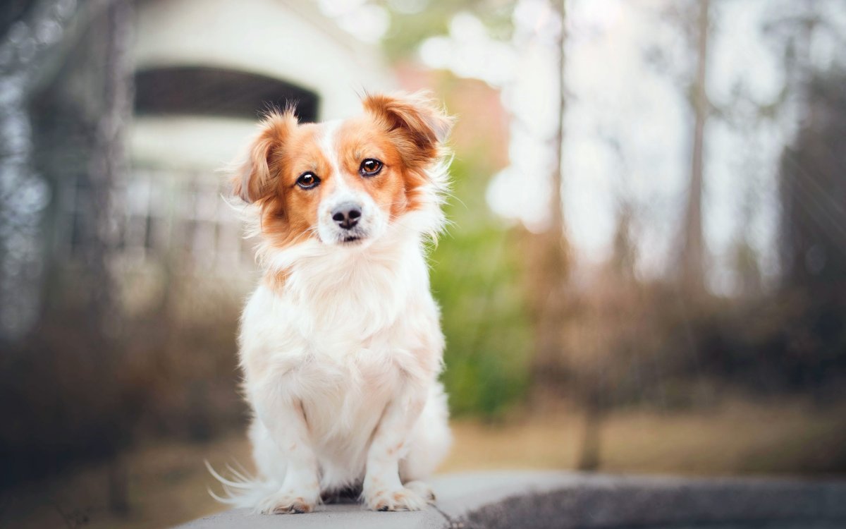 Рыжий щенок