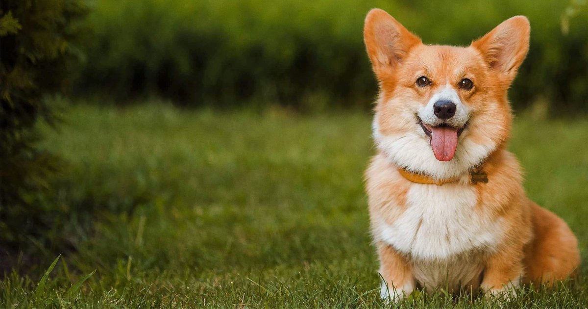 Корги пемброк рыжий