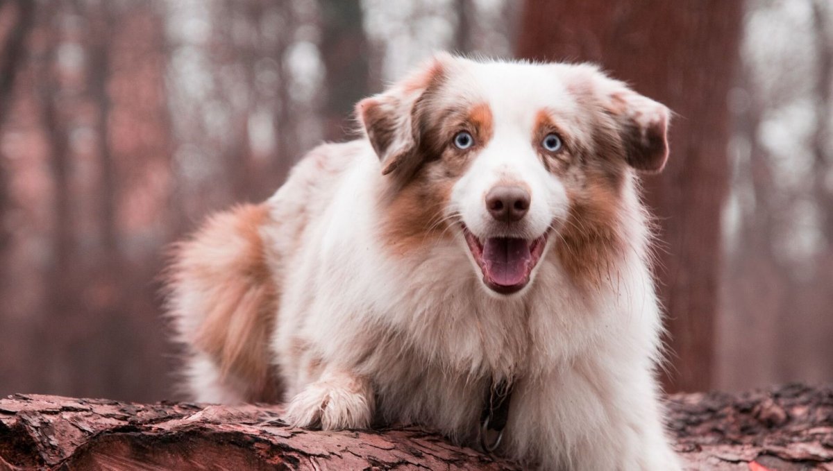 Аусси австралийская овчарка