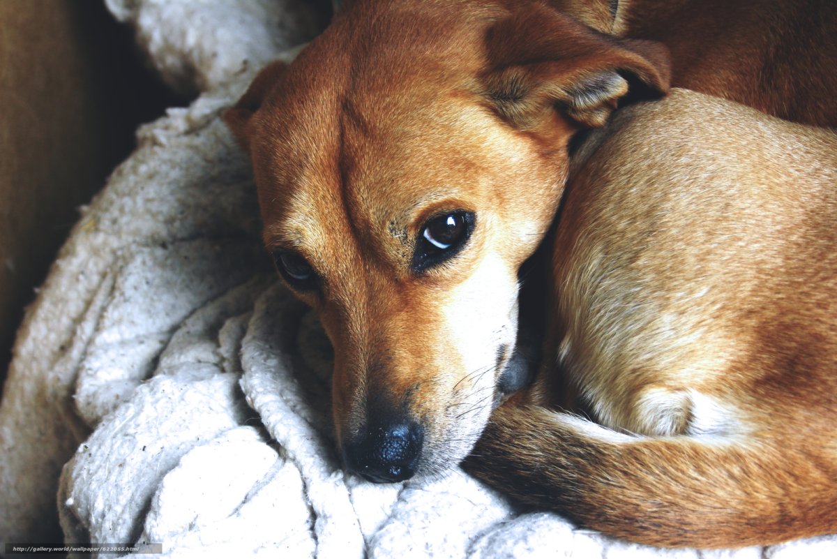 Рыжий щенок