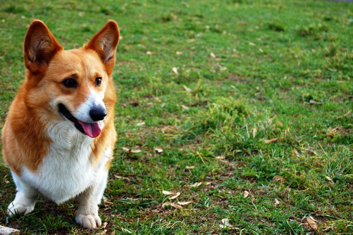 Вельш корги рыжий