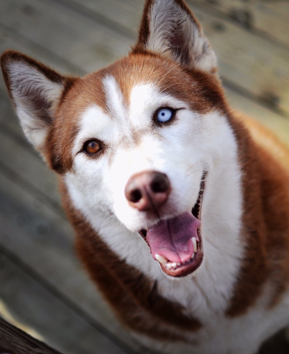 Хаски рыжая