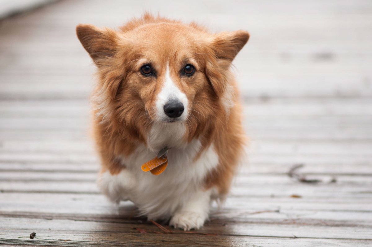 Бело рыжая собака