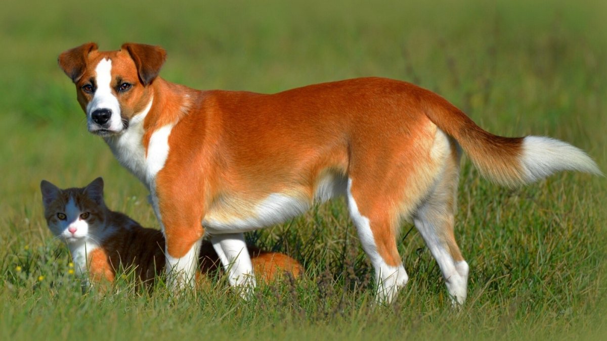 Собака с рыжими пятнами