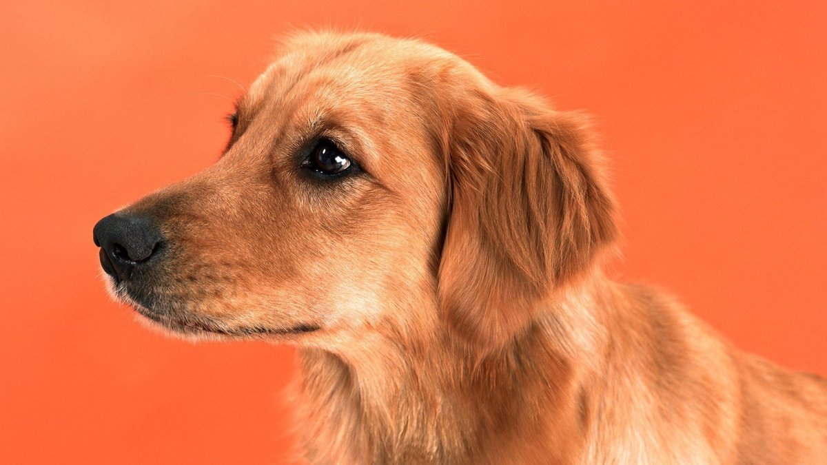 Оранжевая собака