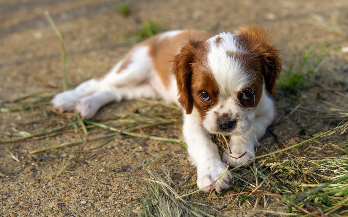 Джек Рассел спаниель