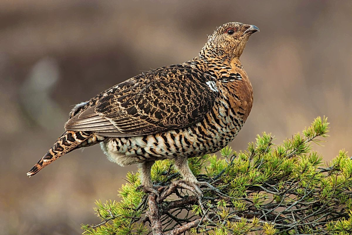 Самка глухаря Капалуха