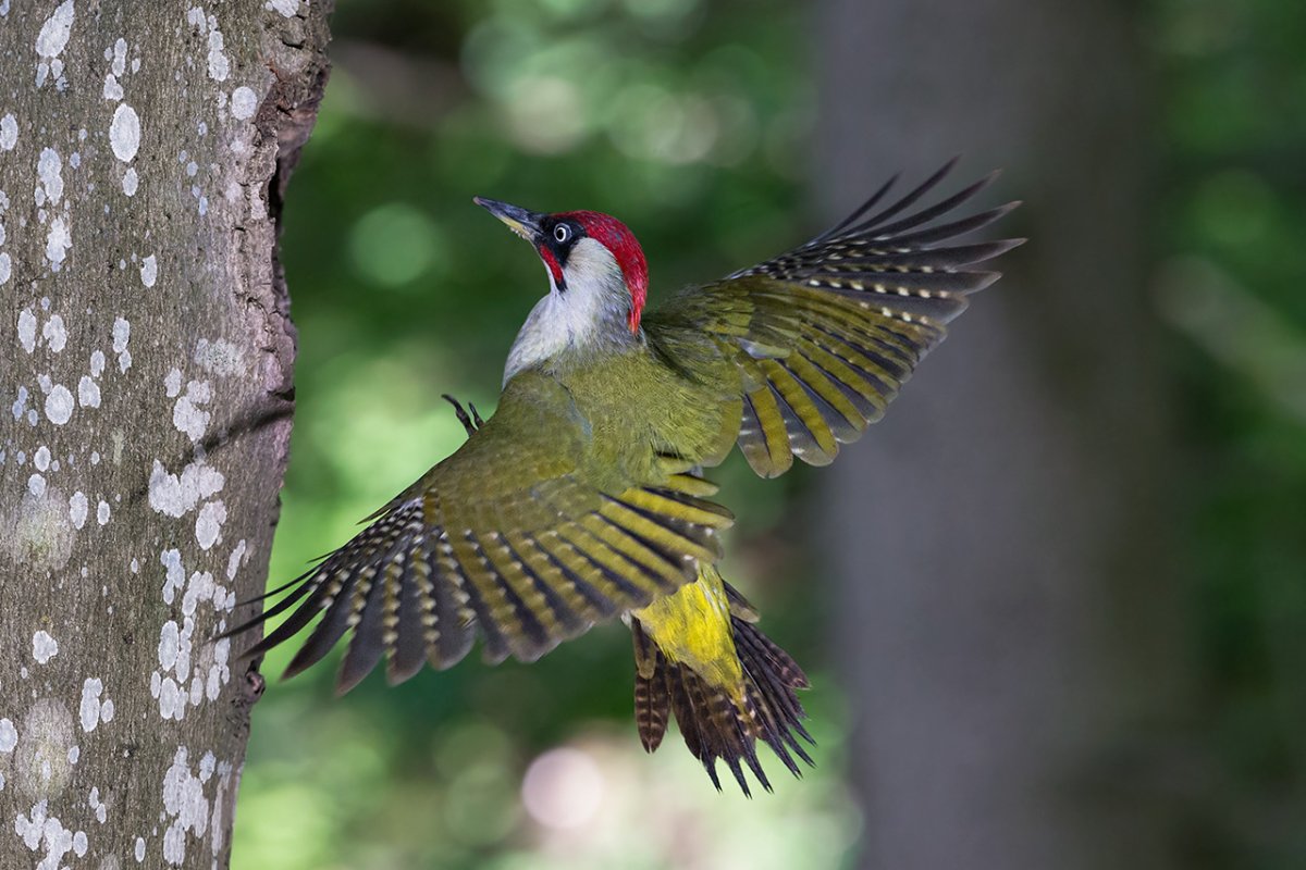 Picus viridis (зеленый дятел)