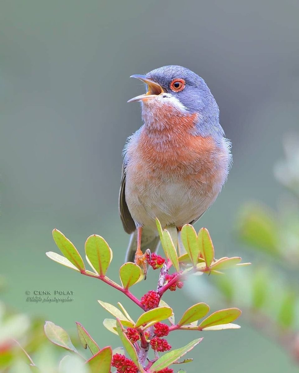Пичужка птица
