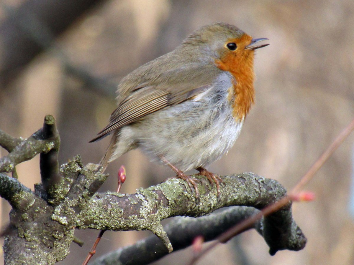 Зарянка в Средиземноморье