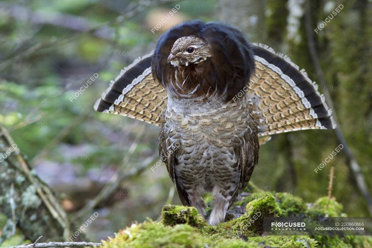 Ruffed Grouse pic