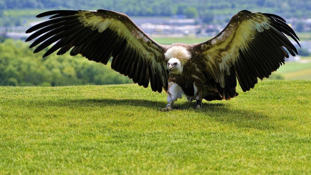 Андский Кондор Гарпия