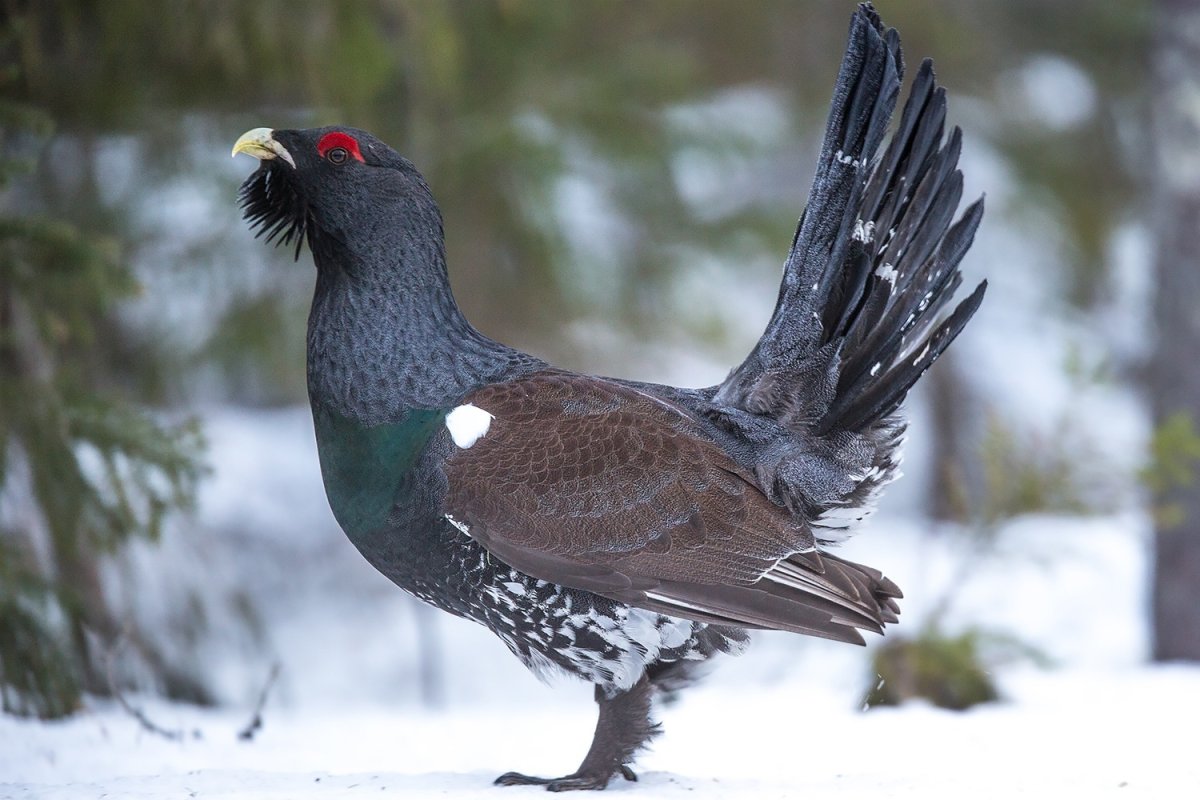 Глухарь птица токует