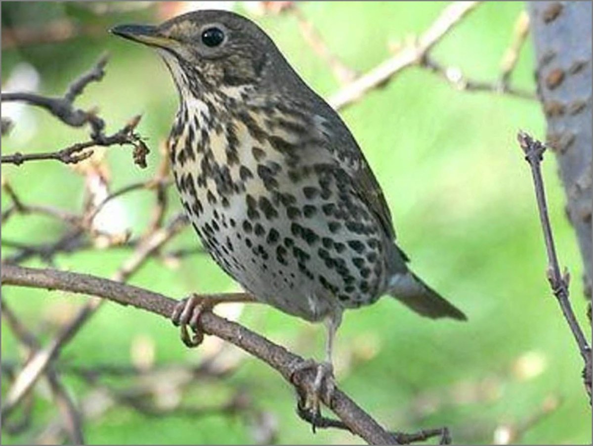 Певчий Дрозд