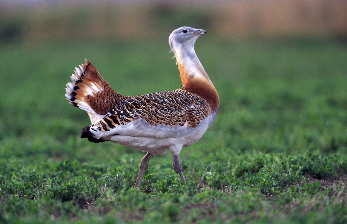 Дрофа и Стрепет