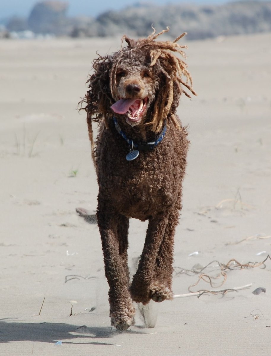 Королевский пудель дреды