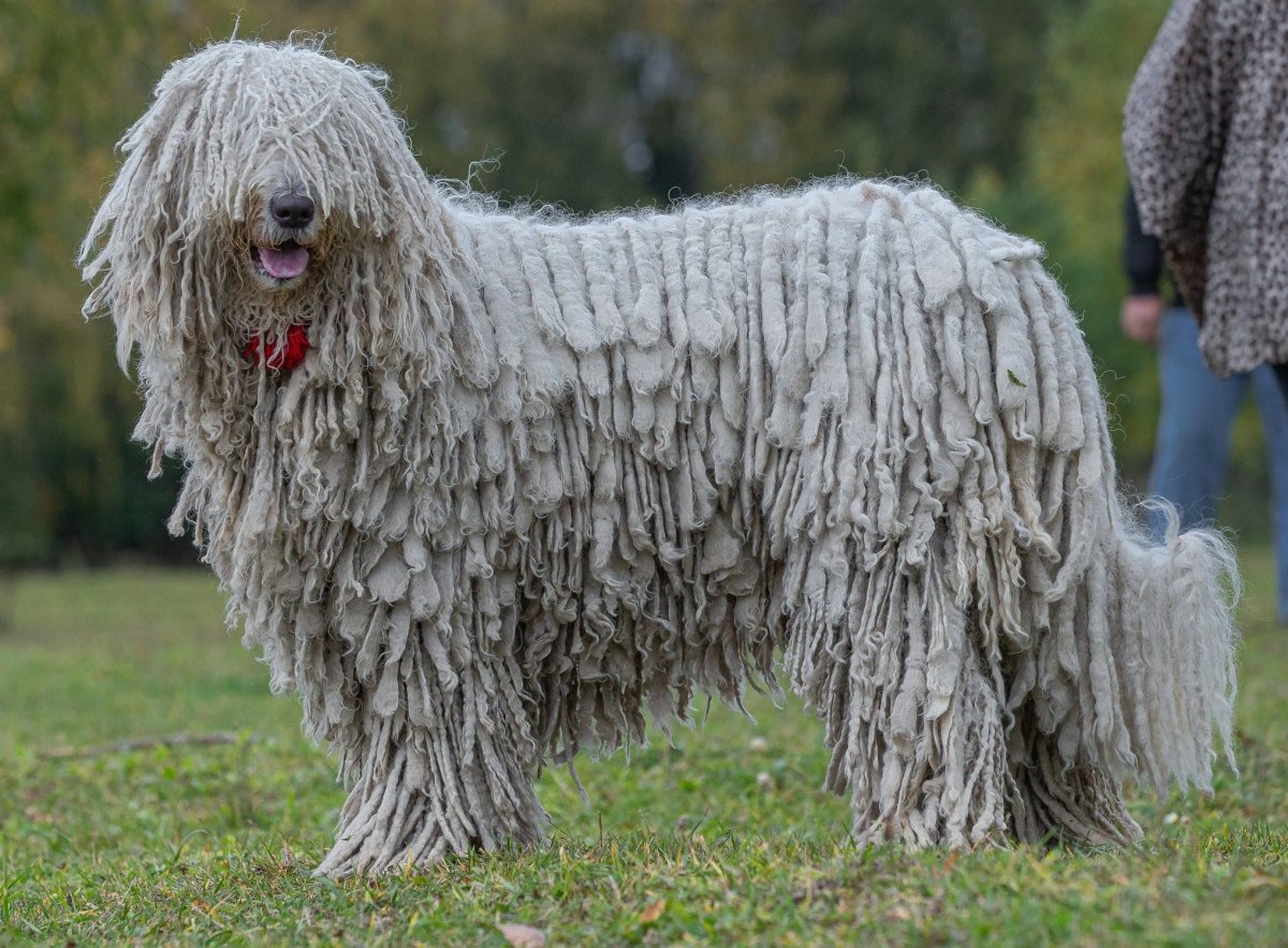 Комондор венгерская овчарка