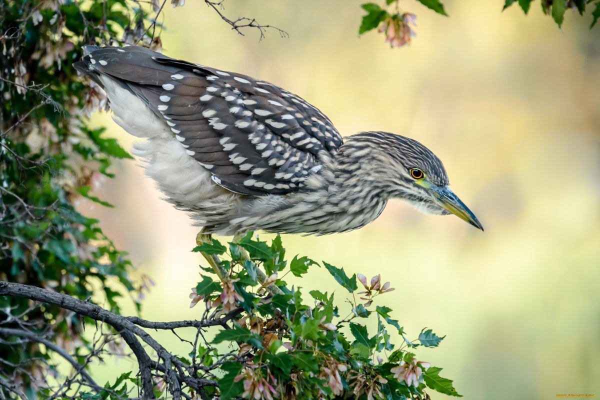 Птицы Калужского края