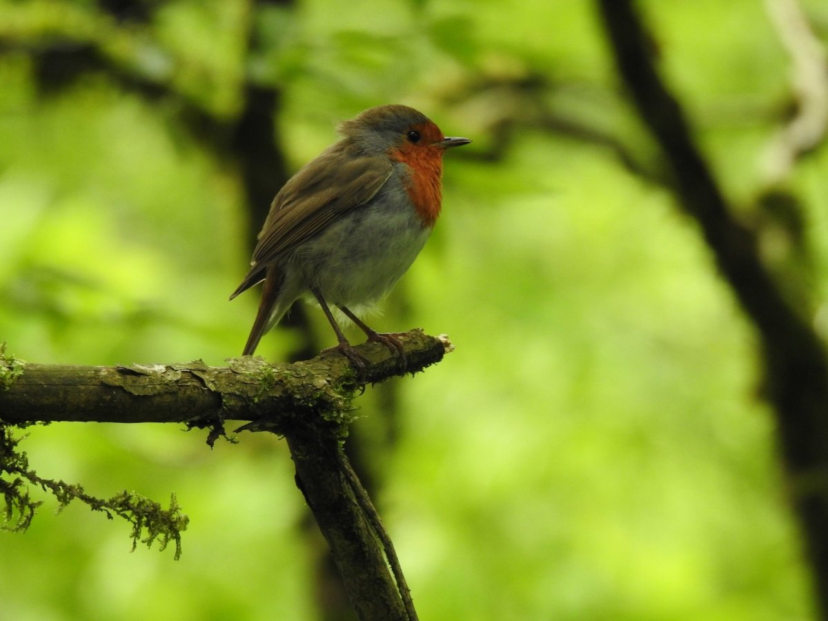 Птицы в весеннем лесу картинки