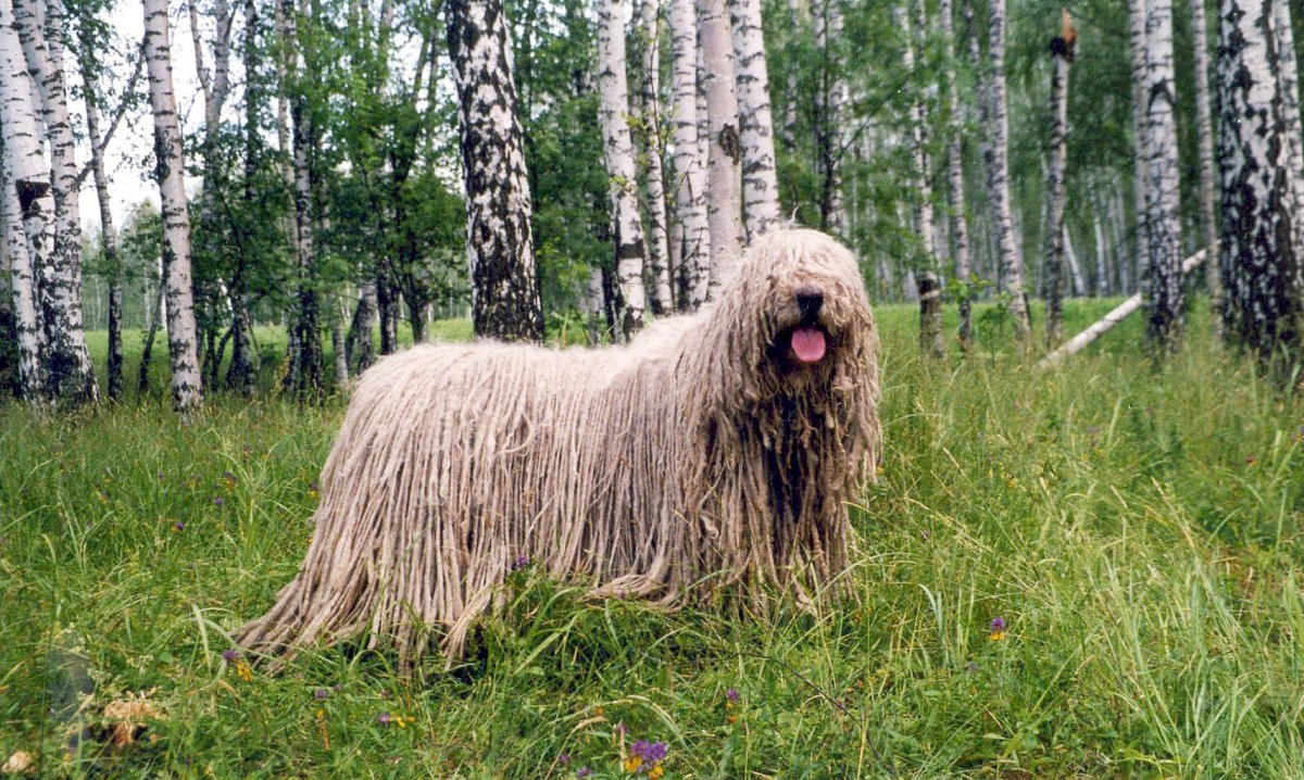 Комондор или венгерская овчарка