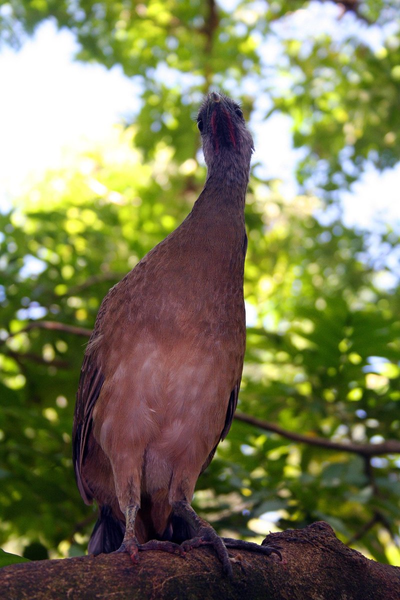 Большая коричневая птица