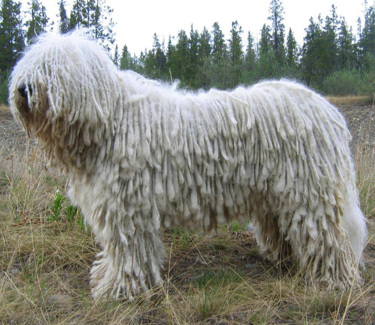 Пастушья собака Комондор